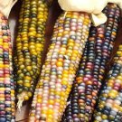 Glass Gem Corn Seeds Organic