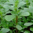 Green Purslane Seeds