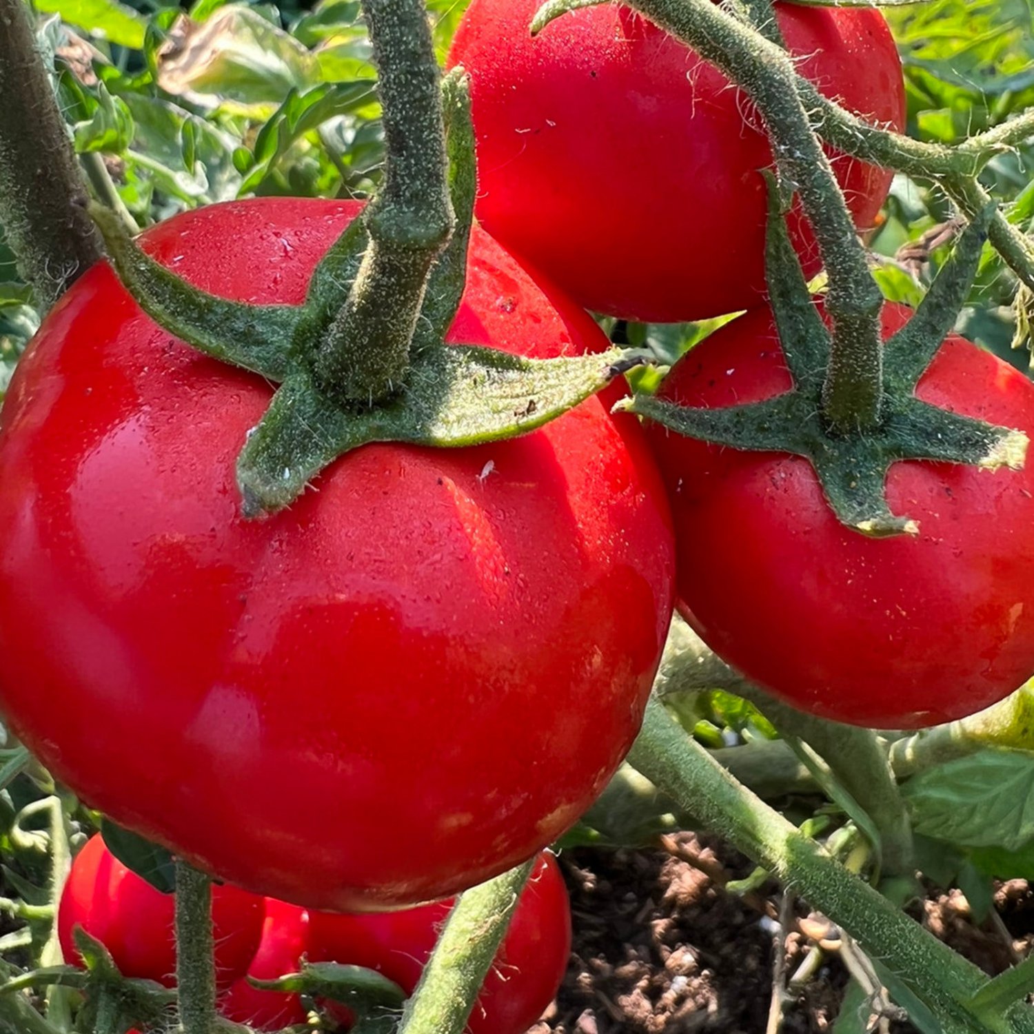 Oregon Spring Tomato Seeds