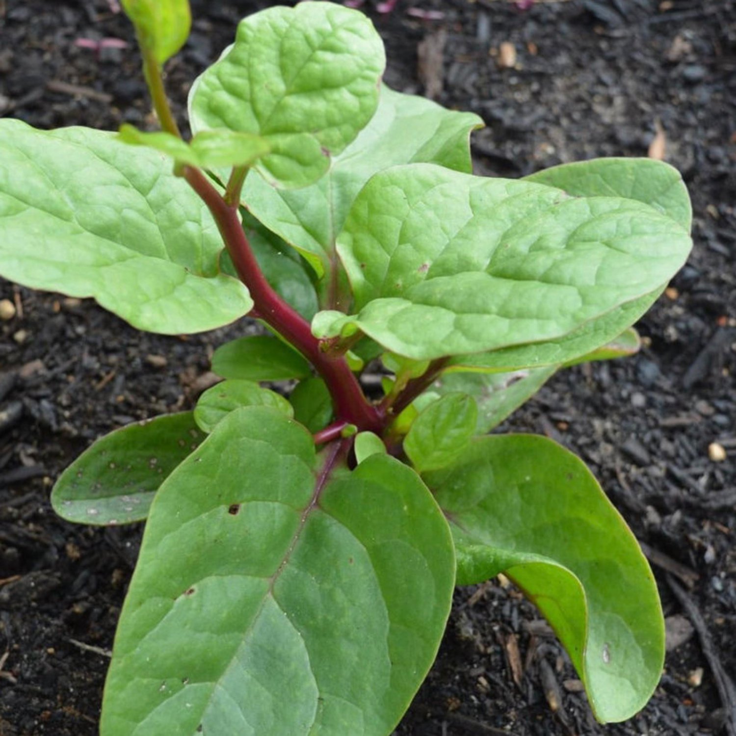 Red Malabar Spinach Seeds