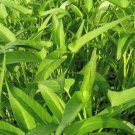 Kangkong Water Spinach Seeds