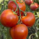 Arkansas Traveler Tomato Seeds Organic