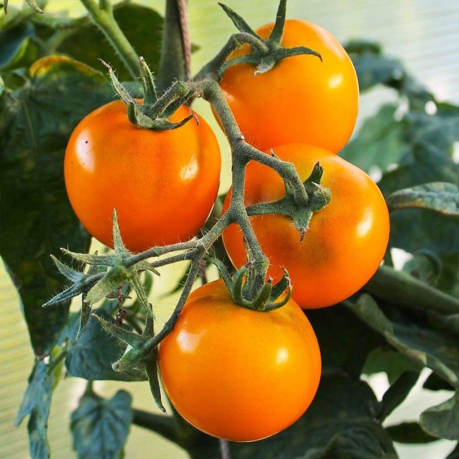 Flamme Tomato Seeds