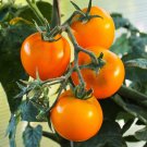 Flamme Tomato Seeds