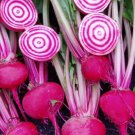 Chioggia Beet Seeds Organic