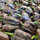 Chilhuacle Negro Pepper Seeds Hot Organic