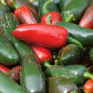 Early Jalapeno Pepper Seeds Hot