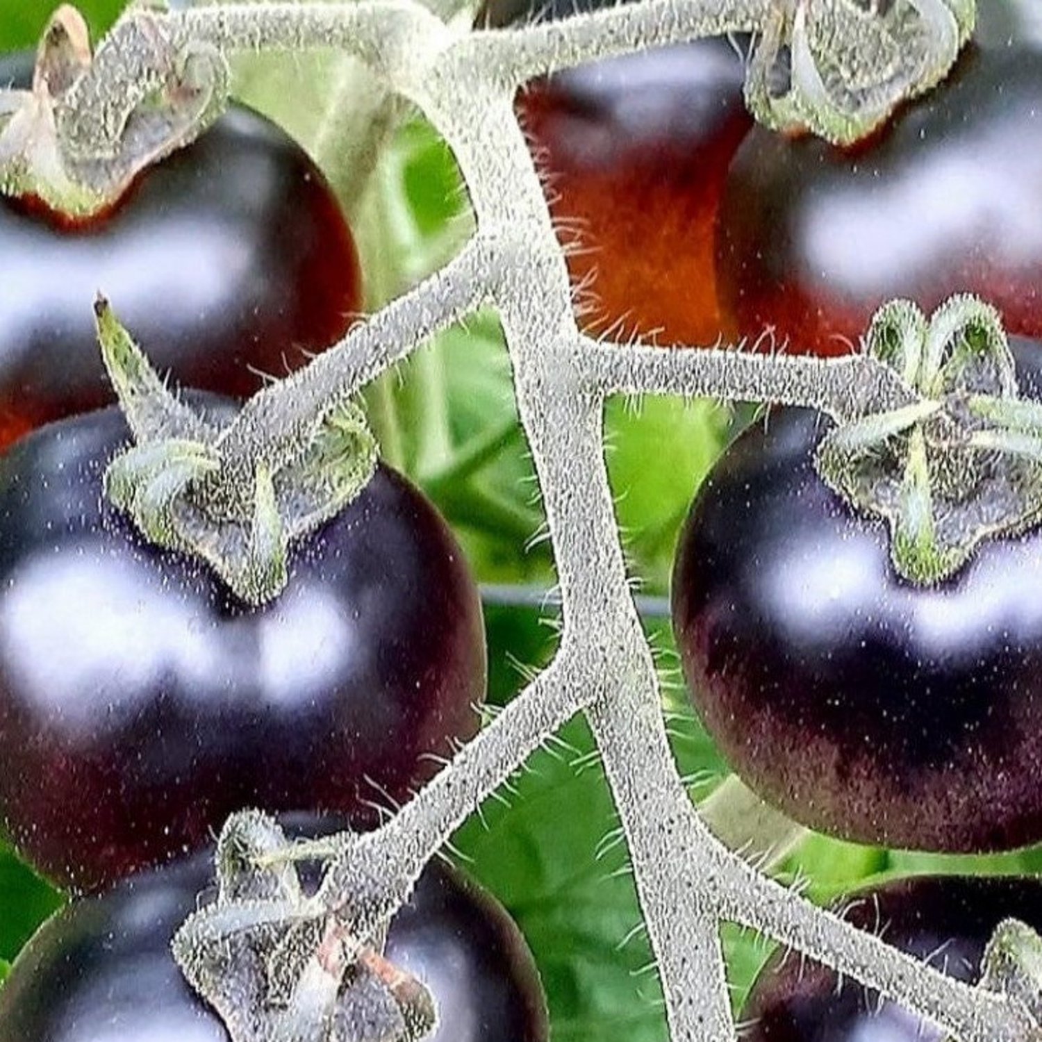 Indigo Cherry Drop Tomato Seeds