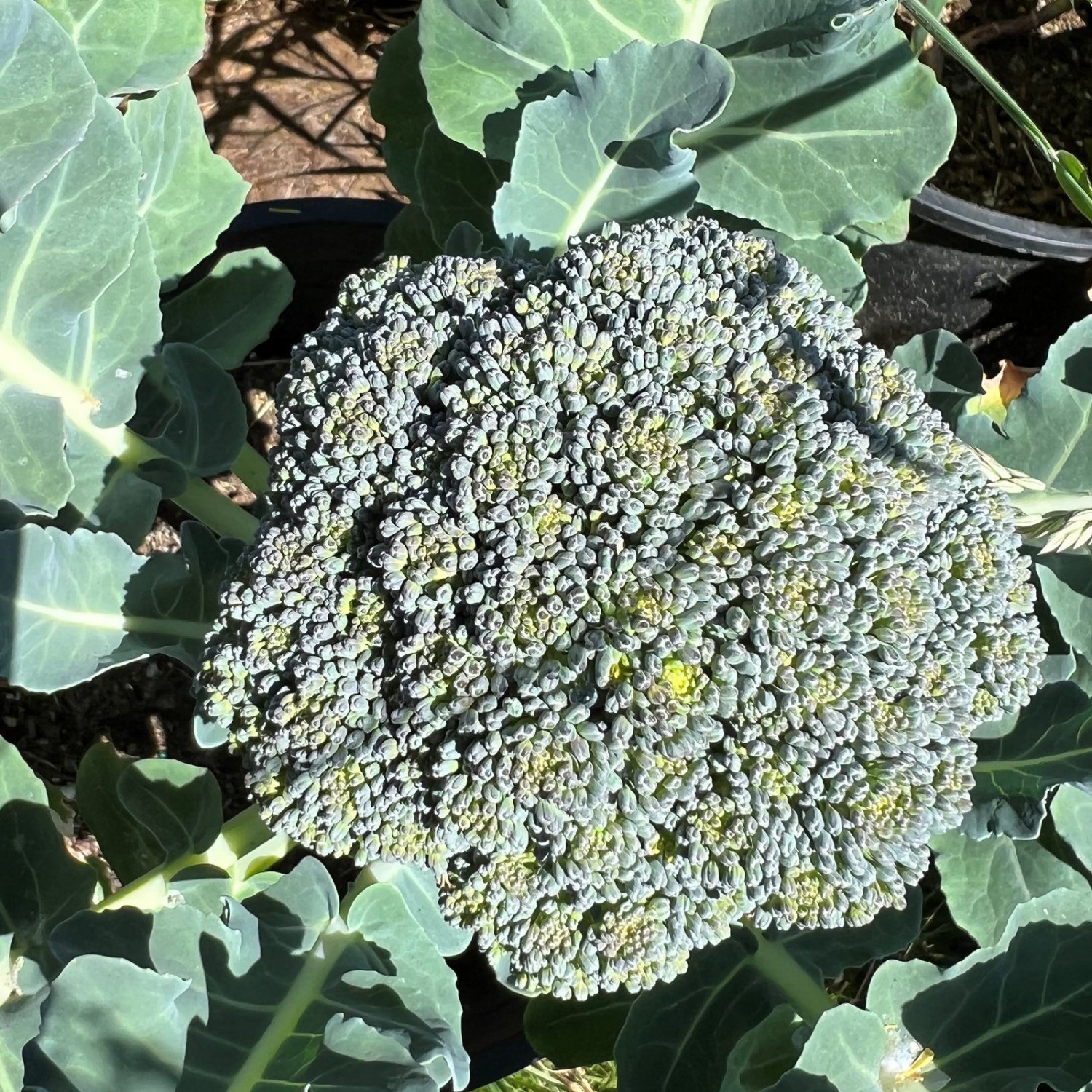 De Cicco Broccoli Seeds