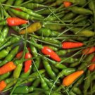 Garden Bird Thai Pepper Seeds Hot
