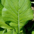 Komatsuna Japanese Mustard Seeds