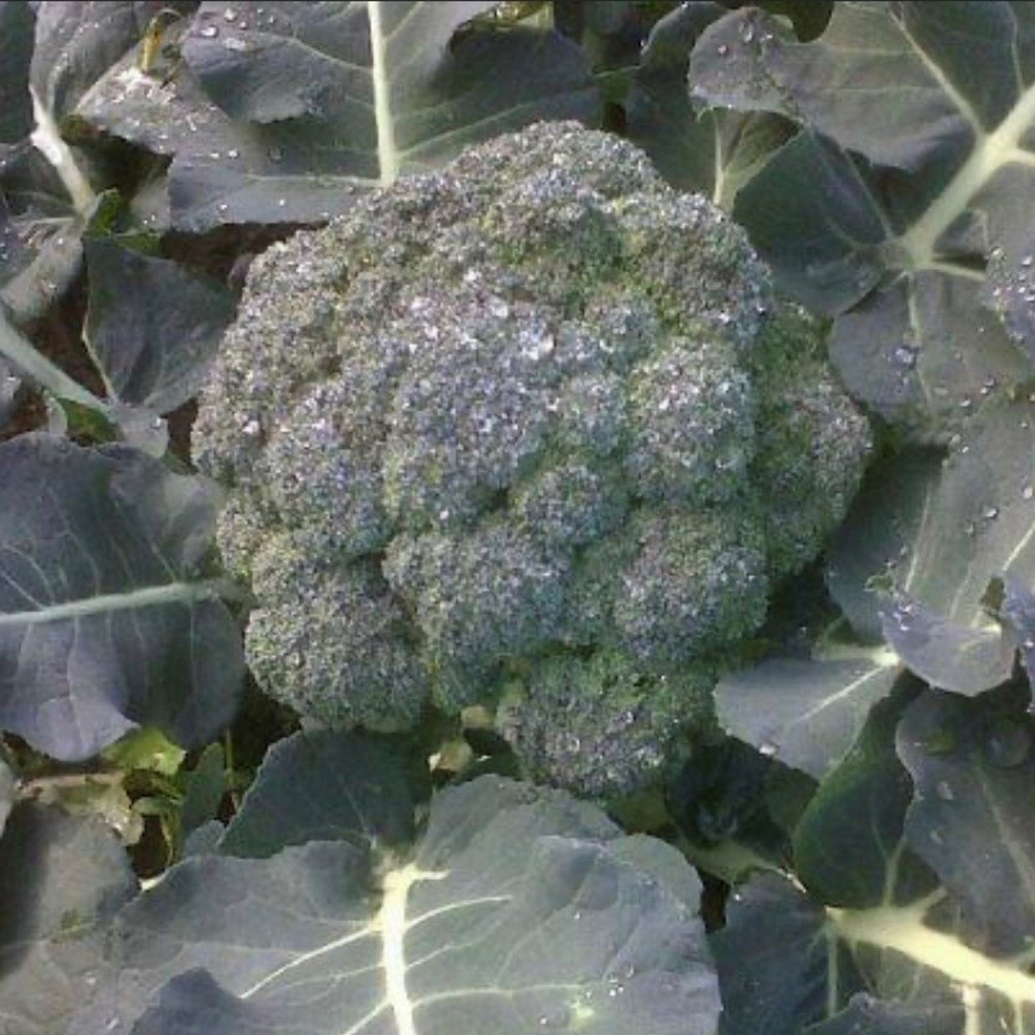 Calabrese Green Sprouting Broccoli Seeds Organic