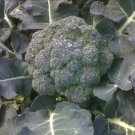 Calabrese Green Sprouting Broccoli Seeds Organic