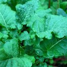 Ethiopian Kale Seeds