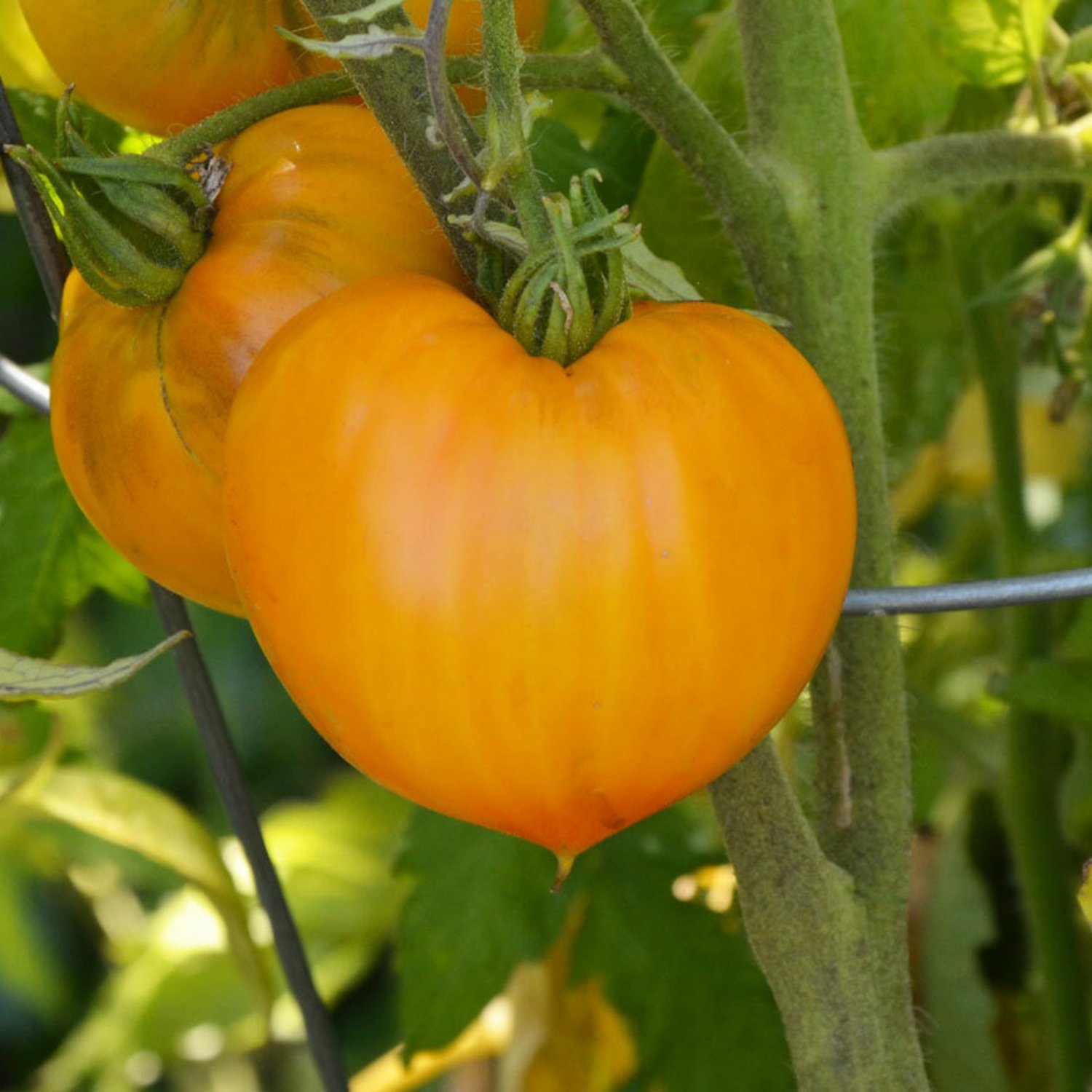 Orange Strawberry Tomato Seeds