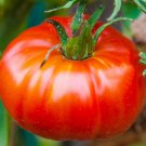 Abe Lincoln Tomato Seeds Organic