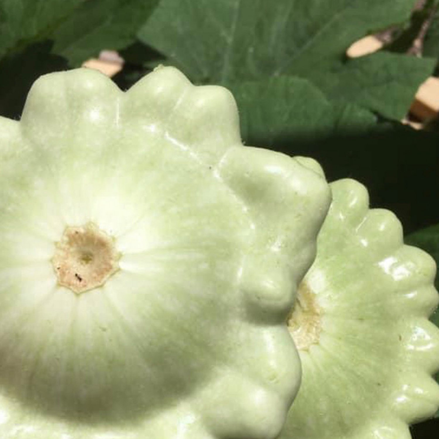 Bennings Green Tint Summer Squash Seeds Organic