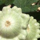 Bennings Green Tint Summer Squash Seeds Organic
