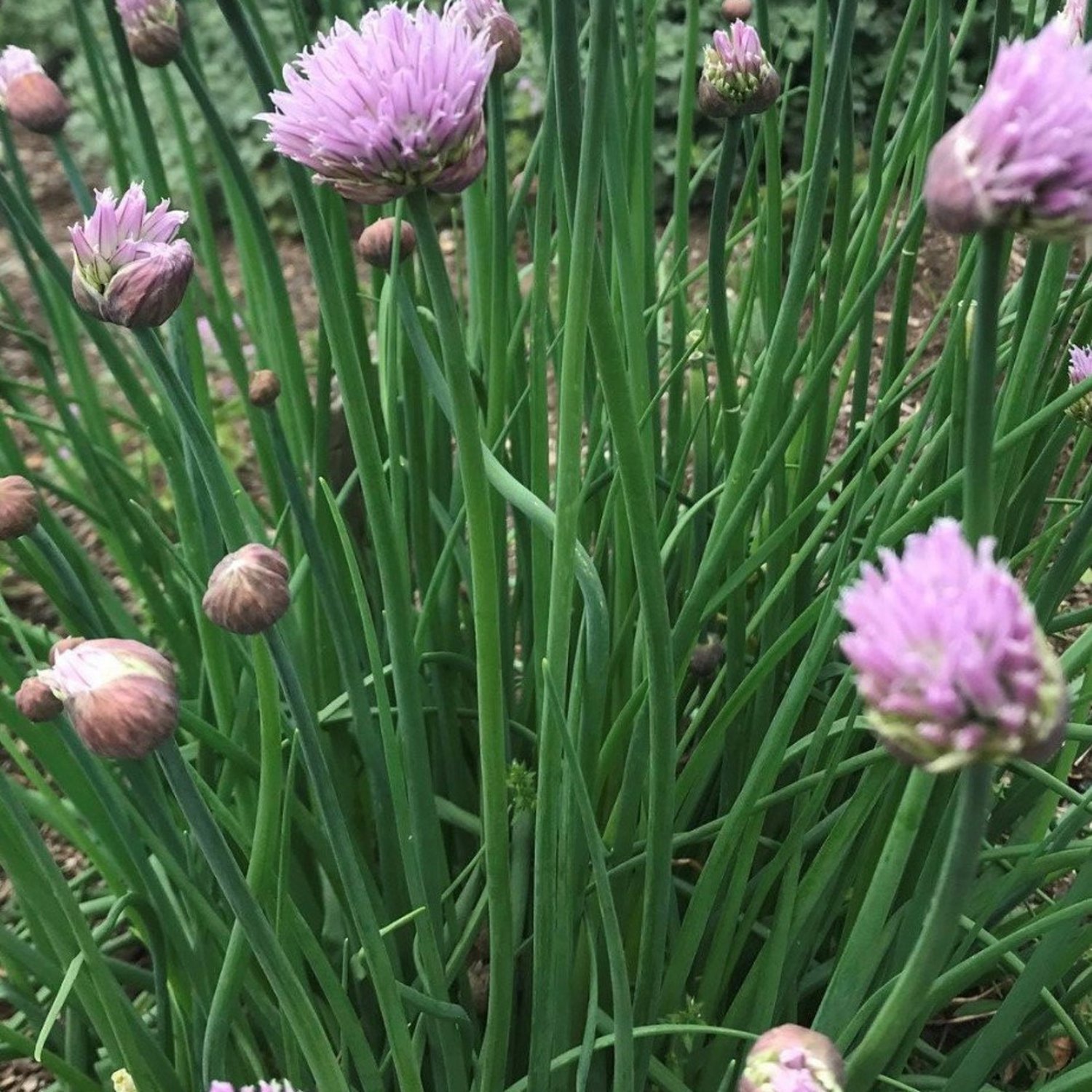 Common Chives Seeds