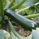 Black Beauty Zucchini Seeds Organic