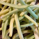 Cherokee Wax Yellow Bean Seeds Organic