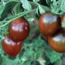 Black Prince Tomato Seeds Organic