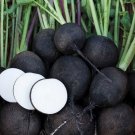 Black Spanish Round Radish Seeds Organic
