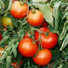Czech Bush Tomato Seeds
