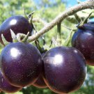 Helsing Junction Blue Tomato Seeds