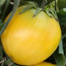Dwarf Lemon Ice Tomato Seeds
