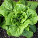 Buttercrunch Butterhead Lettuce Seeds Organic