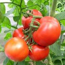 Campbell 33 Tomato Seeds Organic