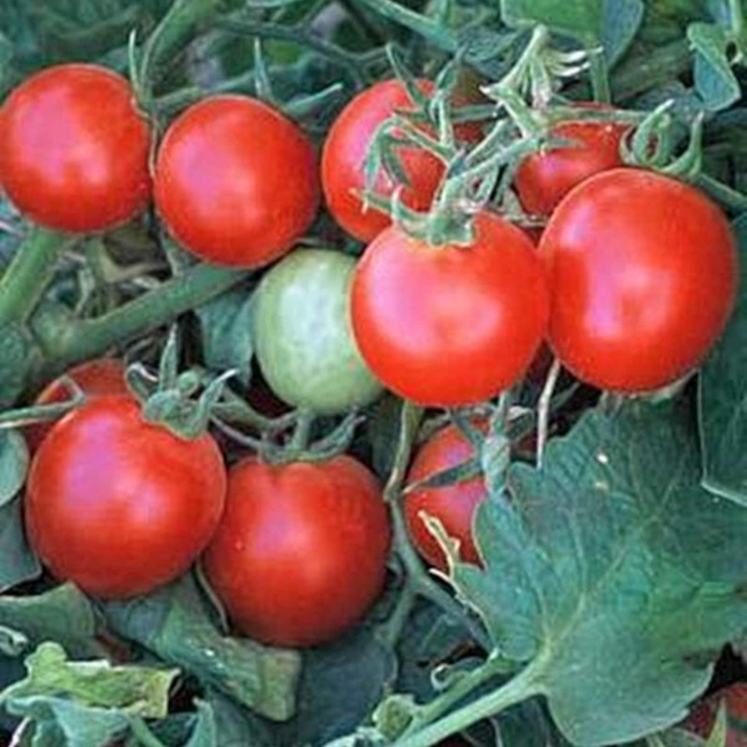 Baxter'S Early Bush Cherry Tomato Seeds