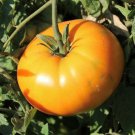 Orange Brandywine Tomato Seeds Organic