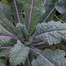 Dazzling Blue Kale Seeds