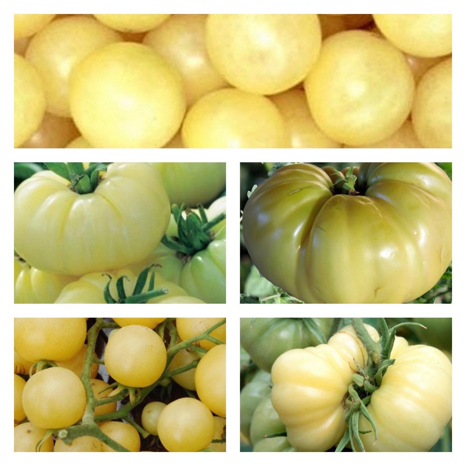 White Tomato Collection Seeds