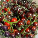 Blue Berries Tomato Seeds Organic