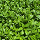 Egyptian Spinach Molokhia Seeds Organic