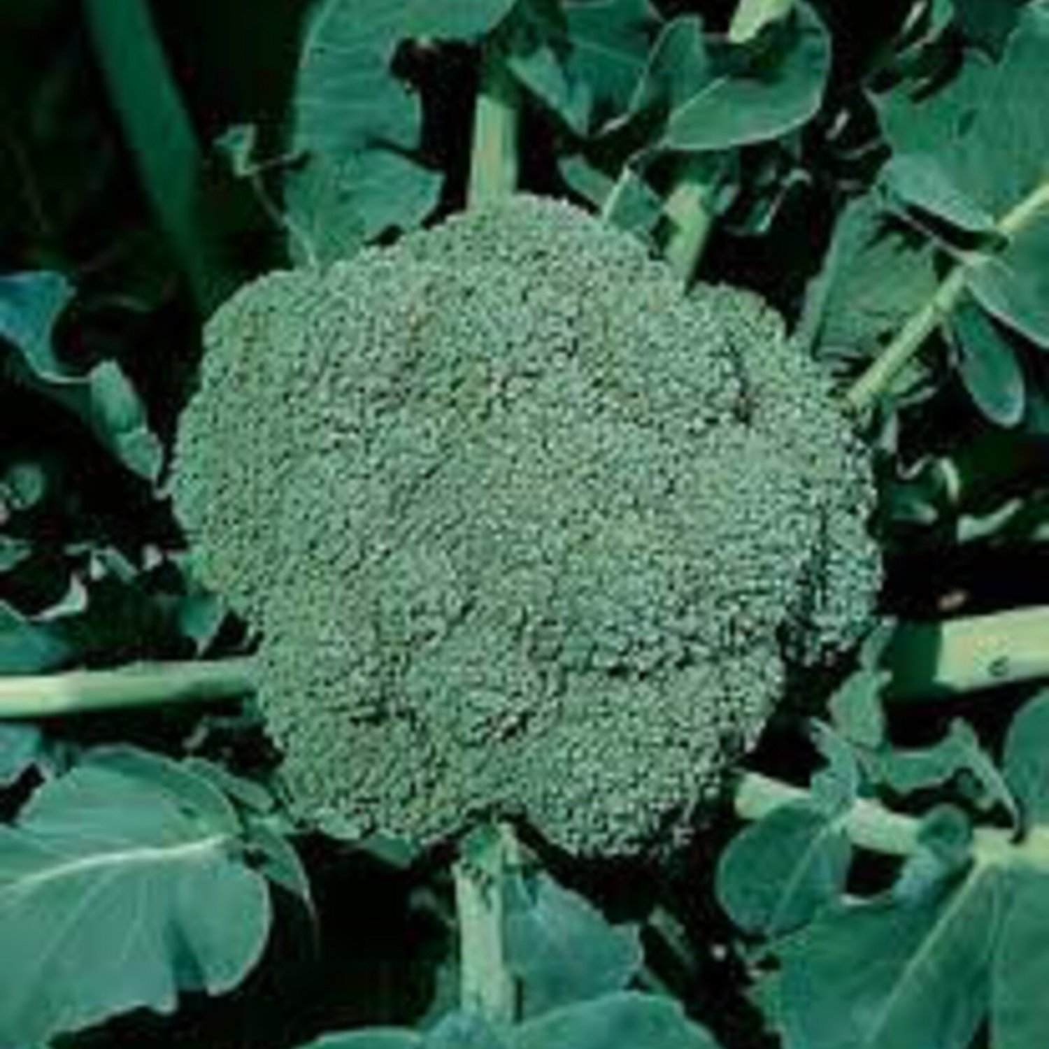 Waltham 29 Broccoli Seeds