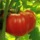 Beefsteak Determinate Tomato Seeds