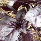 Dark Purple Opal Basil Seeds