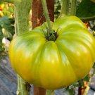 Dwarf Emerald Giant Tomato Seeds