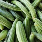 Armenian Striped Cucumber Seeds Organic