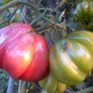 Zapotec Pink Ribbed Tomato Seeds