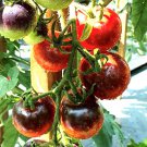 Cascade Village Blue Tomato Seeds Organic
