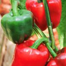 Yolo Wonder Pepper Seeds