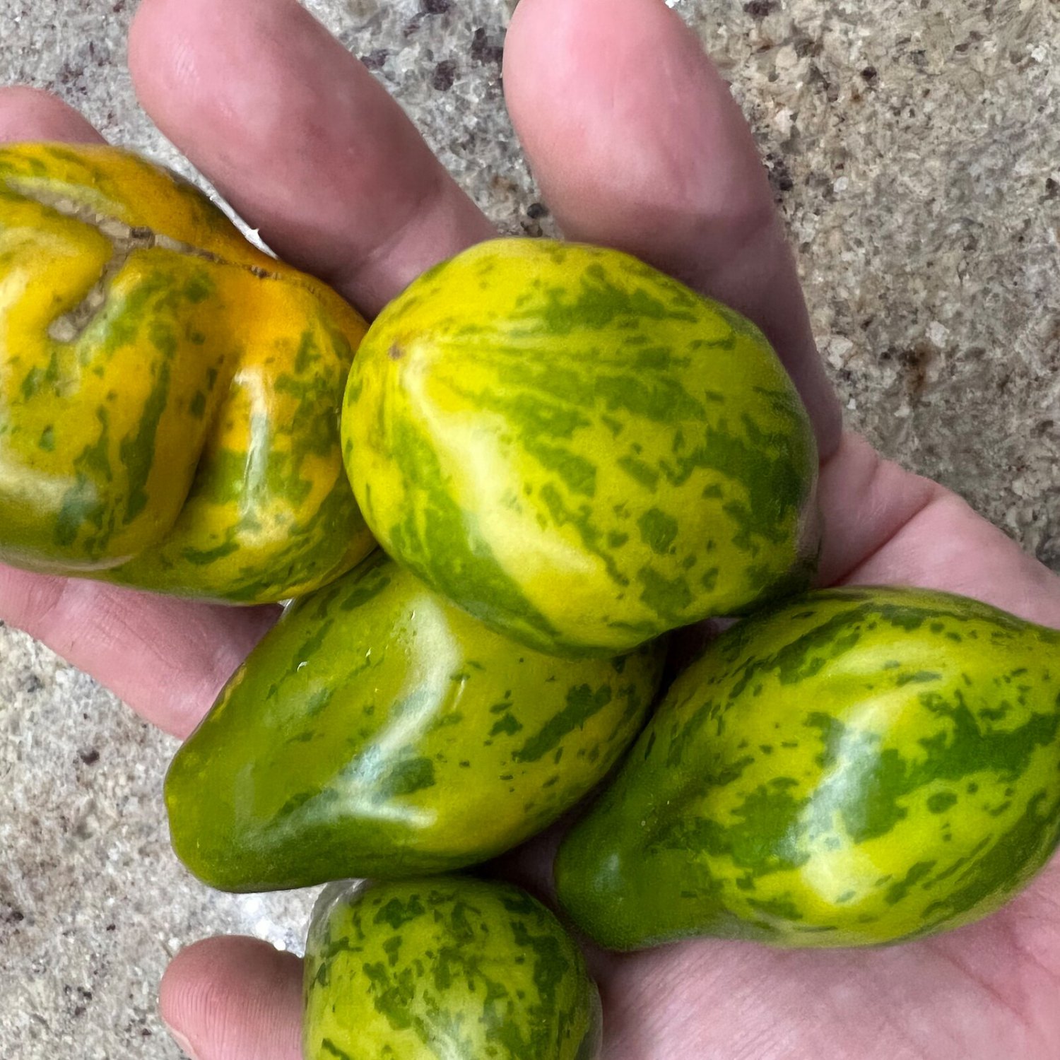 Mint Julep Tomato Seeds