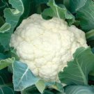 Snowball Cauliflower Seeds