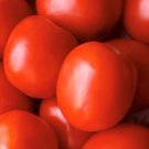 Saucy Lady Tomato Seeds