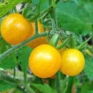 Sara'S Galapagos Tomato Seeds